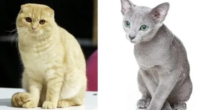 고양이 품종 맞히기 - 퀴즈 썸네일