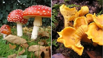 Is this mushroom edible? - Quiz thumbnail